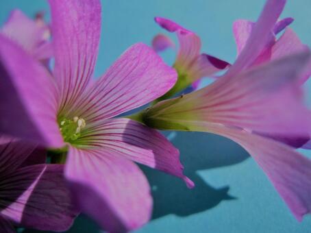 花 花の写真