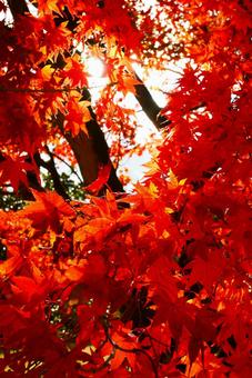 紅葉 紅葉の写真