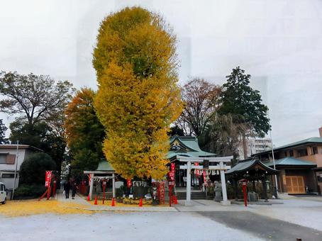 秋の川越八幡宮 秋の川越八幡宮 川越八幡宮,イチョウ,ご神木の写真素材