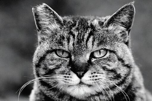 野良猫のポートレート 猫,野良猫,ねこの写真素材