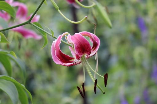 野生に咲く赤紫色のカノコユリの花のアップ 野生,咲く,赤紫色の写真素材