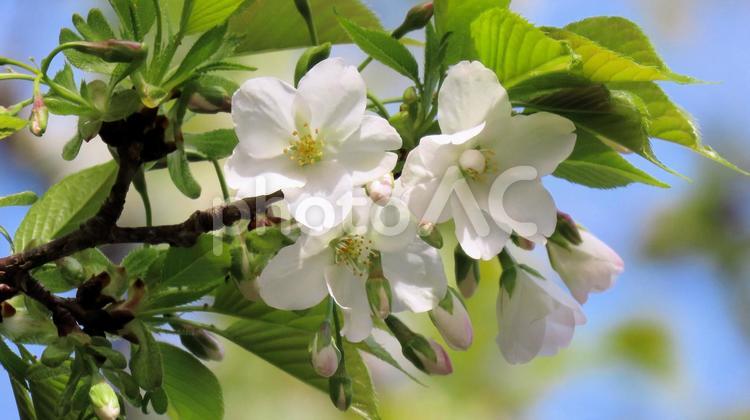 2025はままつフラワーパーク　大島桜 桜,大島桜,花見の写真素材