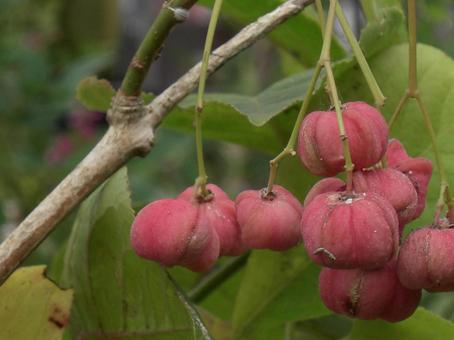 セイヨウマユミ セイヨウマユミの写真