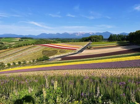 四季彩の丘の花畑 四季彩の丘の花畑 ラベンダー,ラベンダー園,花畑の写真素材