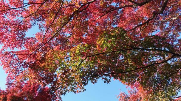 紅葉　鮮やかなグラデーション 紅葉,紅葉狩り,グラデーションの写真素材