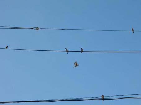 すずめ すずめの写真