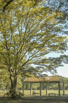 公園 公園の写真