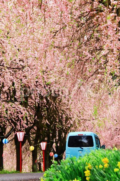 春の公園のイメージ 公園,春,自然の写真素材
