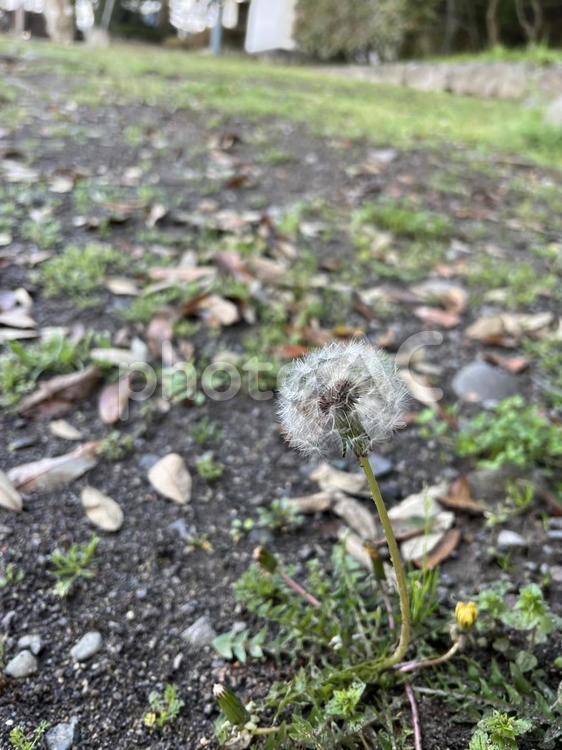 大分県日田市　タンポポ 風景,タンポポ,蒲公英の写真素材