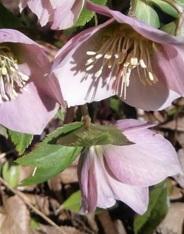 クリスマスローズ 花,植物,ピンクの写真素材