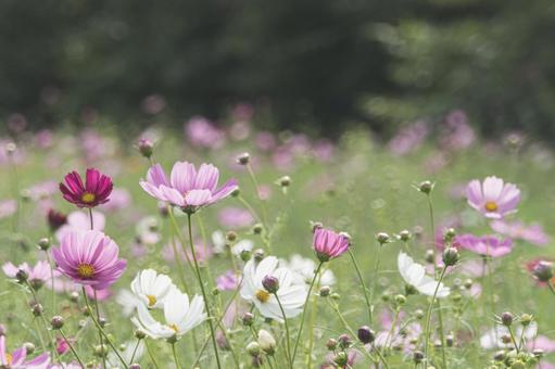 江ヶ崎のコスモス畑 江ヶ崎のコスモス畑 秋桜,つぼみ,群生の写真素材