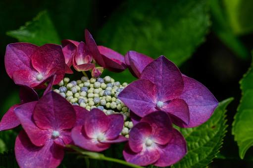 Hydrangea flowers brighten up the rainy season, JPG