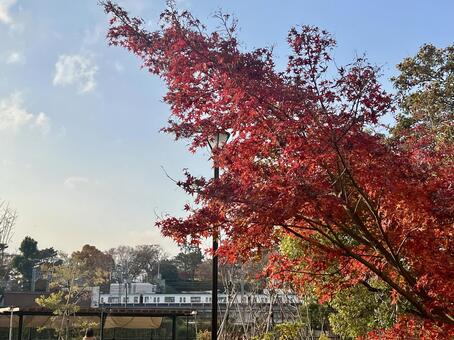 紅葉と電車 風景,景色,日常のひとコマの写真素材