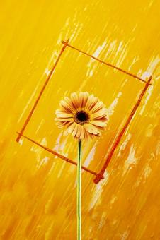 ガーベラ1 カットアウト,黄色,背景の写真素材