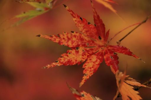 紅葉 紅葉,養老渓谷,筒森もみじ谷の写真素材