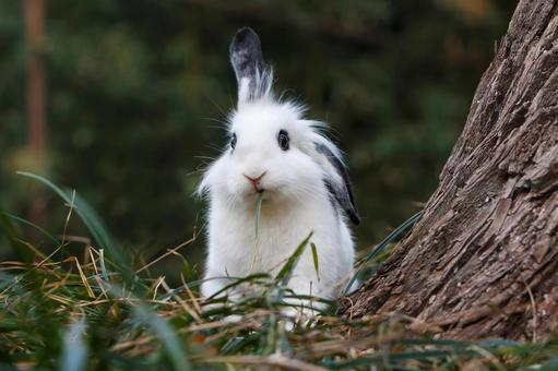 ペットのうさぎ うさぎ,ペット,干支の写真素材