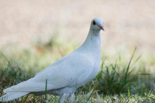 白ハトの写真