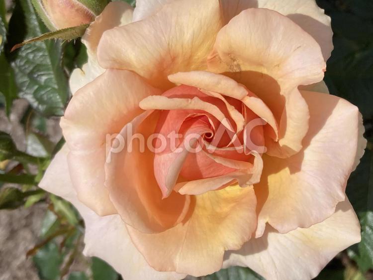 キレイなバラ　薄いオレンジ　アップ バラ,薔薇,ピンクの写真素材