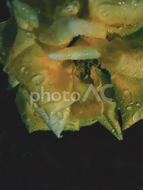 雨に濡れた薔薇 薔薇,雫,しずくの写真素材