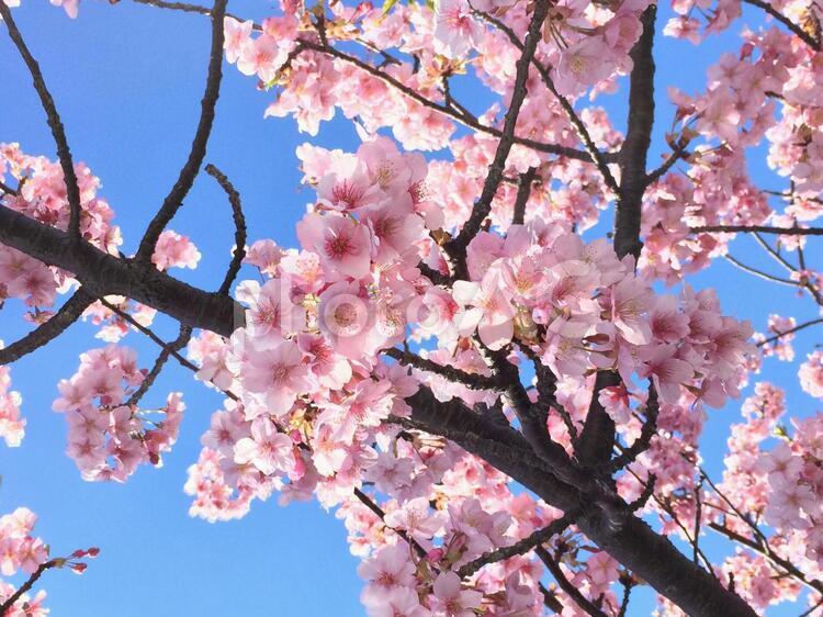 青空と桜② 桜,ピンク,空の写真素材