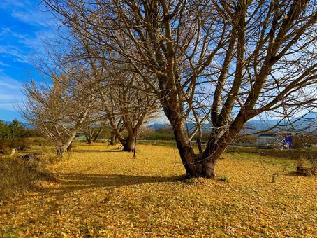 イチョウ 収穫,木,果樹園の写真素材