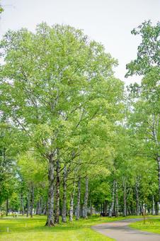 緑の中の道 緑の中の道,緑,初夏の写真素材