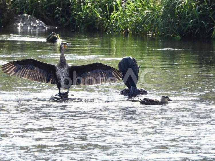 羽を広げる川鵜と毛繕いをする川鵜とカモ 鳥,野鳥,川鵜の写真素材