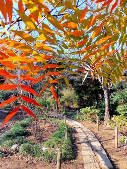 カイノキ　紅葉　観音寺　千葉県柏市 カイノキ,紅葉,観音寺の写真素材