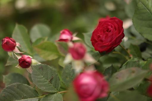 バラ園の赤い薔薇を撮影した写真です バラ園の赤い薔薇を撮影した写真ですの写真