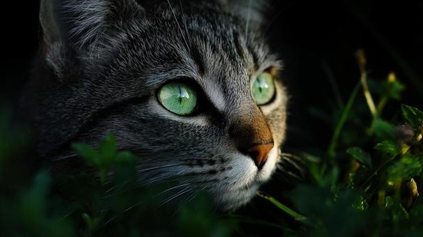 木々の陰に潜む、神秘的な猫の瞳 木々の陰に潜む、神秘的な猫の瞳の写真