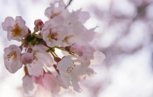桜の写真
