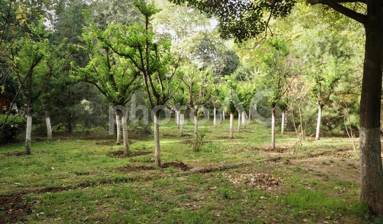 興慶宮公園の木々 興慶宮公園,植物,屋外の写真素材