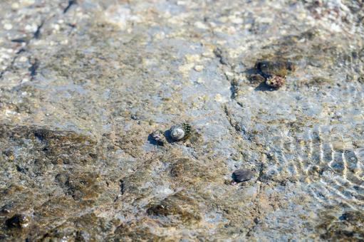島根・美保関の海岸に生きるヤドカリ 島根・美保関の海岸に生きるヤドカリの写真