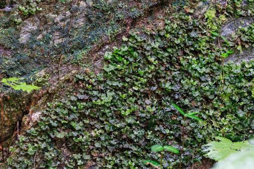 岩盤に生える濡れた苔の写真