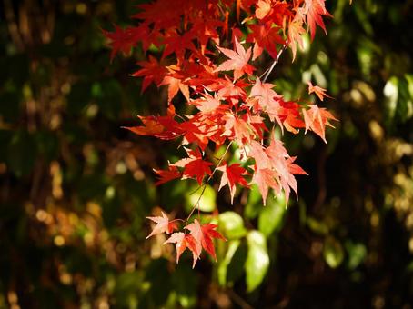 Light and Shadow, JPG