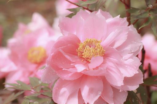 ピンクの牡丹の花 ピンクの牡丹の花の写真