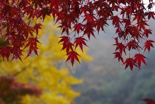 背景に合う雨と紅葉 紅葉,もみじ,秋の写真素材