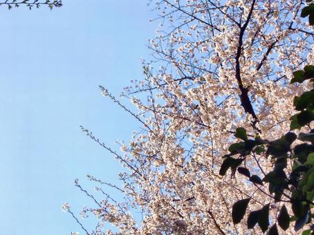 桜の遊歩道-10 桜の遊歩道-10の写真