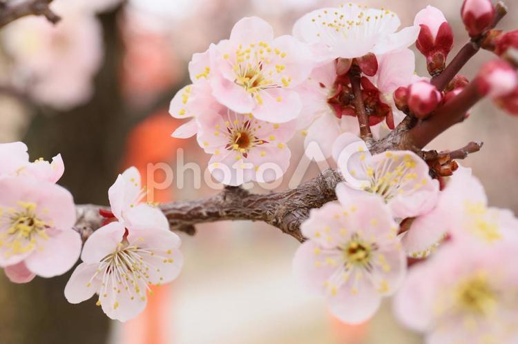 梅の花 梅,梅の花,春の写真素材