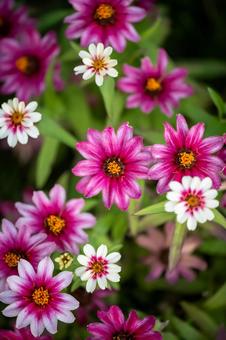 ヒャクニチソウ ヒャクニチソウ,ジニア,花の写真素材