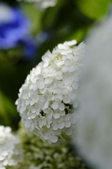 紫陽花 紫陽花の写真