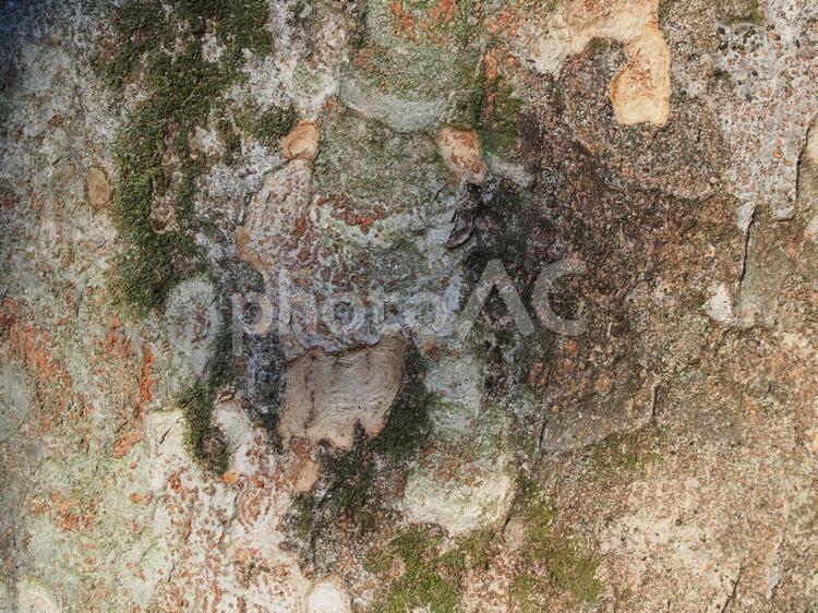 樹皮の模様 樹皮,模様,木漏れ日の写真素材