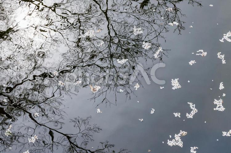 川に落ちる桜の花びら 桜,花びら,木の写真素材