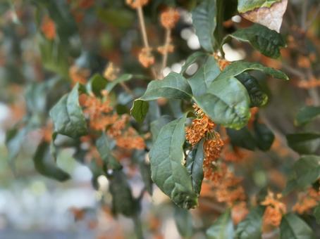 秋の香りを運ぶ金木犀の花 金木犀,秋の花,秋の写真素材