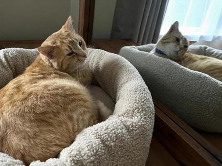 ドレッサーの上で寝起きの茶とら猫１ 猫,茶とら,寝起きの写真素材