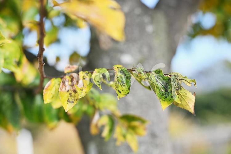 色づく木の葉 植物,11月,自然の写真素材