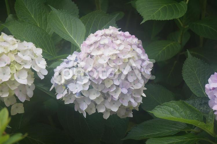 紫陽花 紫陽花,アジサイ,あじさいの写真素材