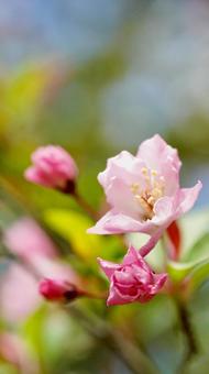 日本の桜 日本の桜の写真