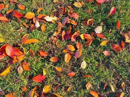 落ち葉テクスチャ 落ち葉,テクスチャ,紅葉の写真素材
