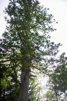 天高く伸びる大樹 木,大木,樹木の写真素材